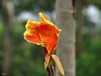 post-12069-0-21245700-1405225871_thumb.j