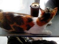 post-146250-0-33758500-1404534848_thumb.