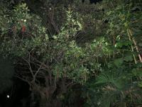 post-147580-0-70288000-1405826994_thumb.