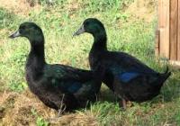 post-154309-0-38093600-1404540425_thumb.