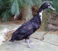 post-154309-0-38562900-1404540444_thumb.