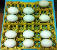 post-154309-0-92780000-1404540409_thumb.