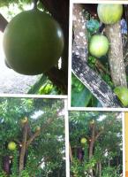 post-175700-0-52469400-1405411553_thumb.