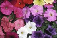 post-175700-0-53870100-1404433186_thumb.