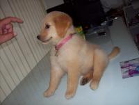 post-175700-0-58907800-1405681177_thumb.