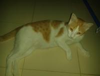 post-17753-0-12066000-1405345187_thumb.j