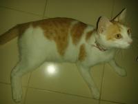 post-17753-0-63040000-1405345178_thumb.j