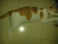 post-17753-0-65637000-1405345182_thumb.j