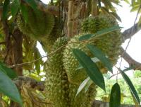 post-24958-0-87310300-1404198717_thumb.j