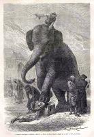 elephant.jpg