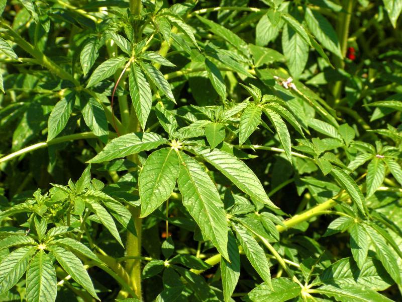 post-119985-0-46714900-1436423458_thumb.