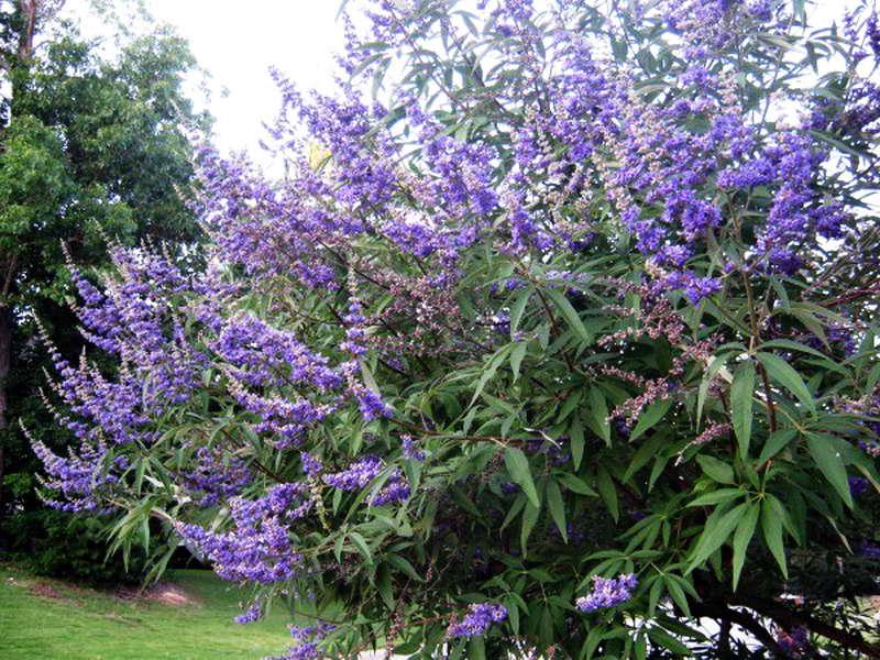 post-146250-0-15727900-1436427548_thumb.