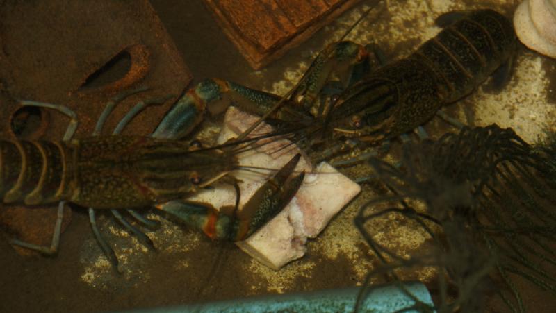 post-191983-0-85821500-1436144760_thumb.