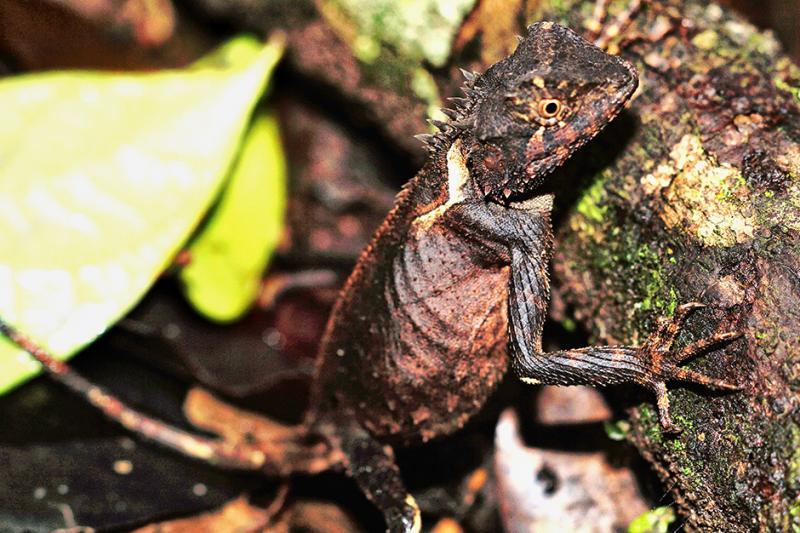 post-228573-0-12838900-1436938984_thumb.