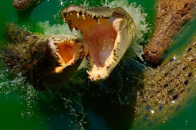 post-228573-0-25067100-1435814322_thumb.