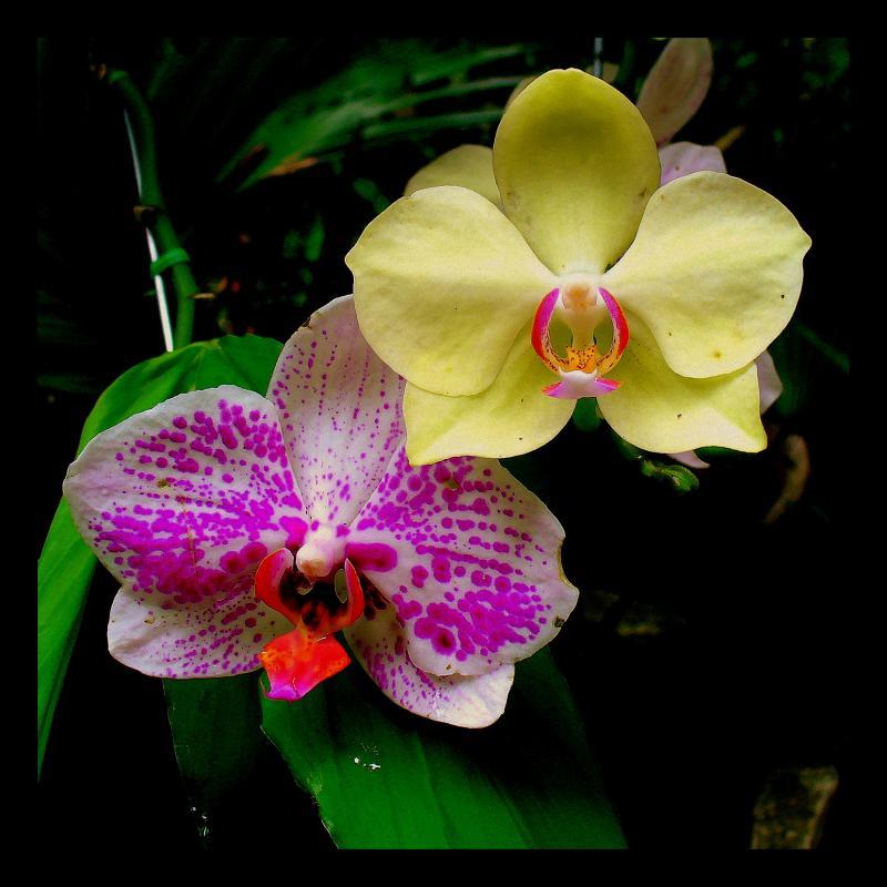 post-231841-0-17610800-1435832308_thumb.