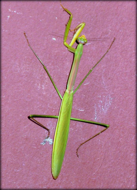 post-231841-0-37209100-1437054416_thumb.