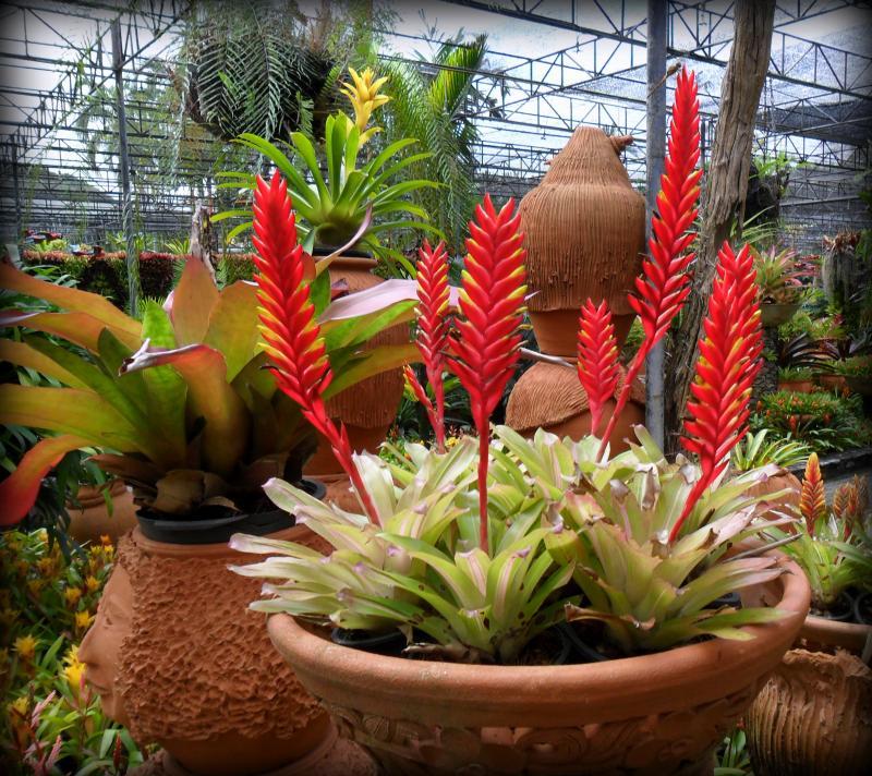 post-231841-0-42582100-1437306190_thumb.