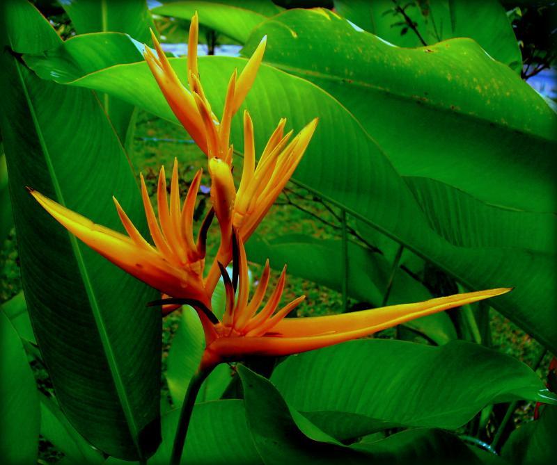 post-231841-0-54839800-1436794666_thumb.