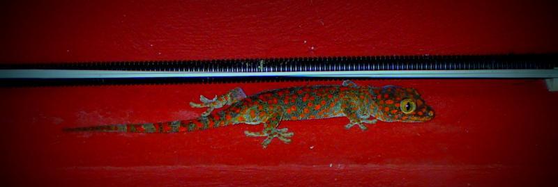 post-231841-0-69216700-1436877495_thumb.