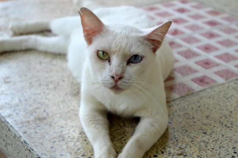 post-237730-0-05729900-1437633998_thumb.