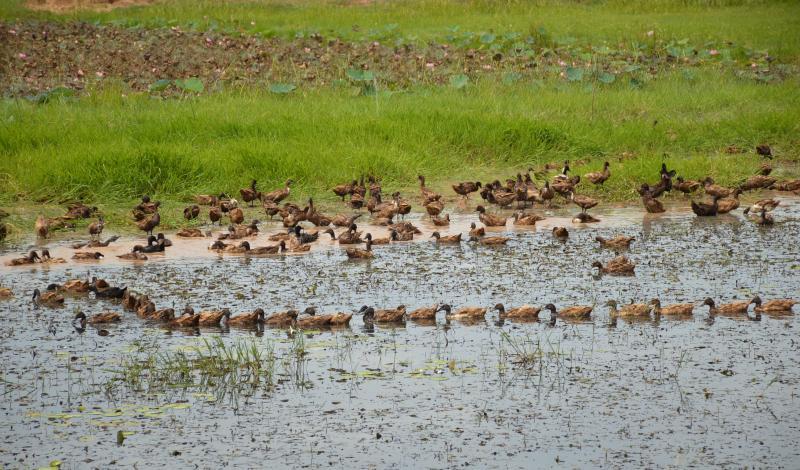 post-237730-0-31804900-1437802834_thumb.