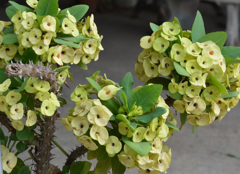 post-237730-0-35045900-1435739212_thumb.