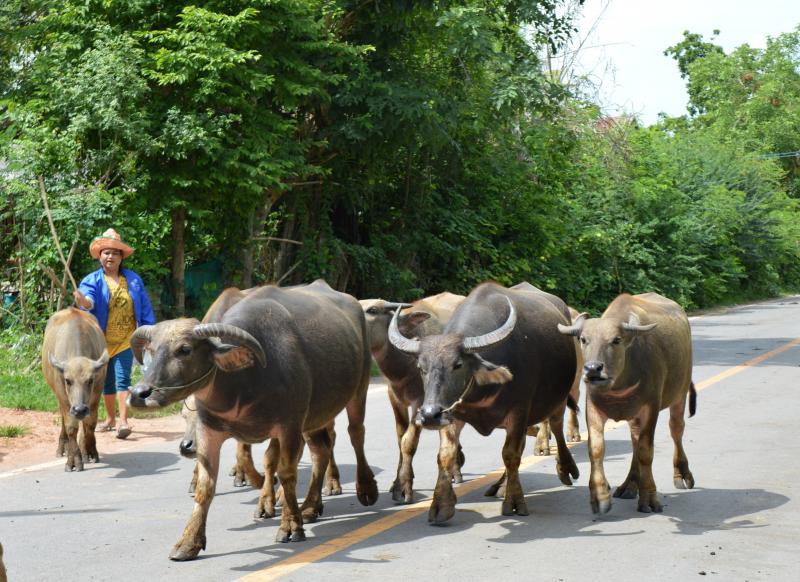 post-237730-0-47027500-1436007303_thumb.