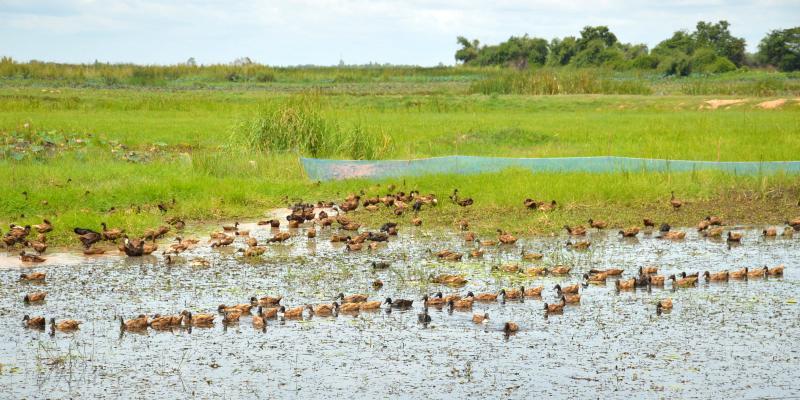 post-237730-0-52490200-1437802926_thumb.