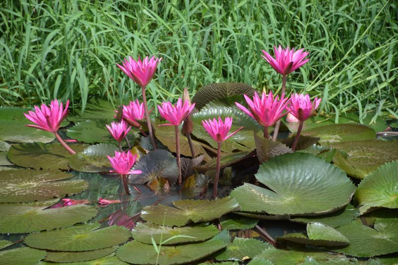 post-237730-0-56628800-1437802131_thumb.