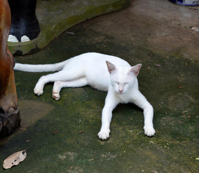 post-237730-0-68801000-1437717205_thumb.