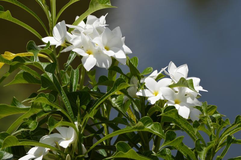 post-237730-0-70016500-1435738561_thumb.