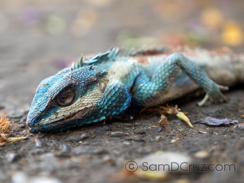 post-243031-0-87689000-1438149493_thumb.