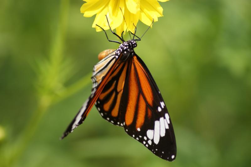 post-243048-0-86638800-1438160436_thumb.