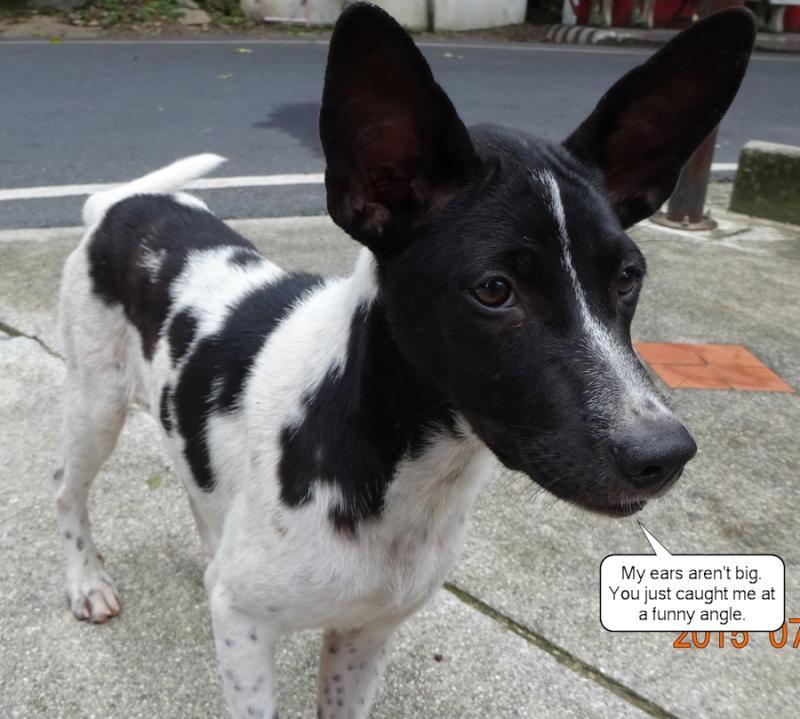 post-35489-0-03514000-1437846892_thumb.j