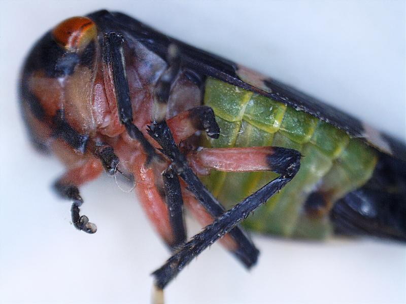 post-61254-0-03714800-1437906529_thumb.j