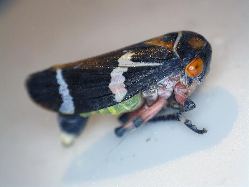 post-61254-0-61139900-1437906438_thumb.j