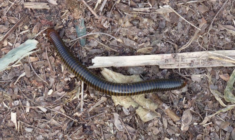 post-89800-0-27059300-1436493254_thumb.j