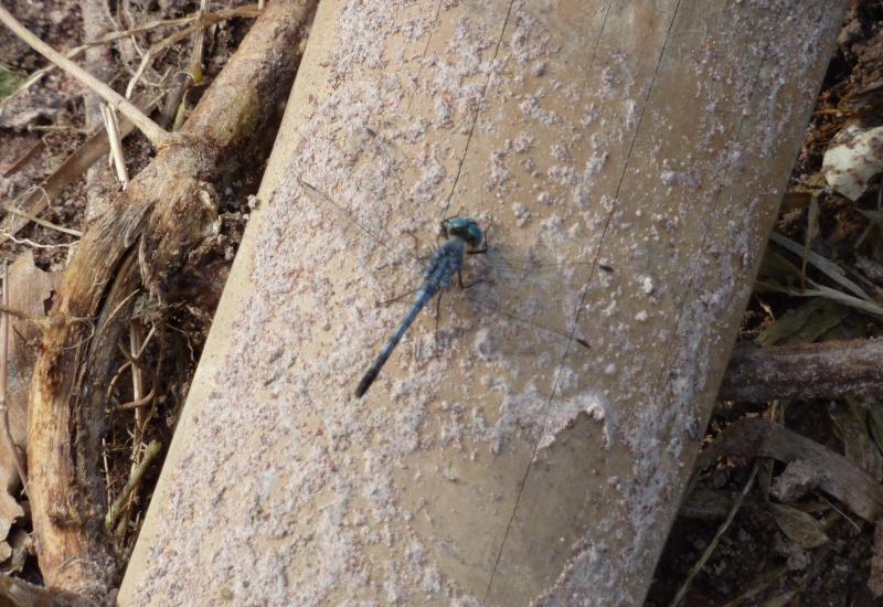 post-89800-0-58710700-1436493283_thumb.j