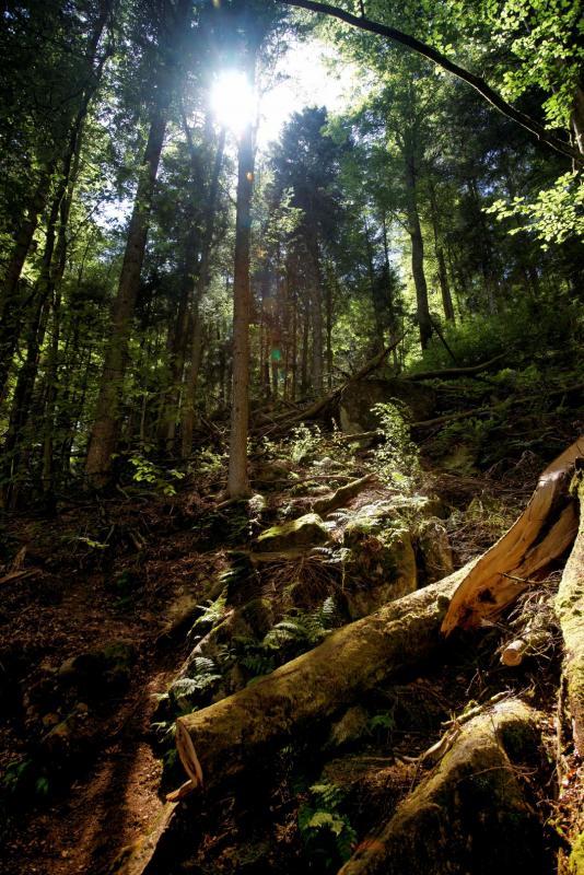 post-93078-0-11401200-1437741518_thumb.j