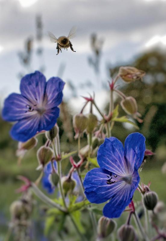 post-93078-0-23640600-1437293803_thumb.j