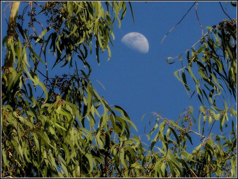 post-9958-0-64006500-1437893375_thumb.jp