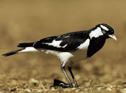 post-140056-0-81155000-1469356048_thumb.