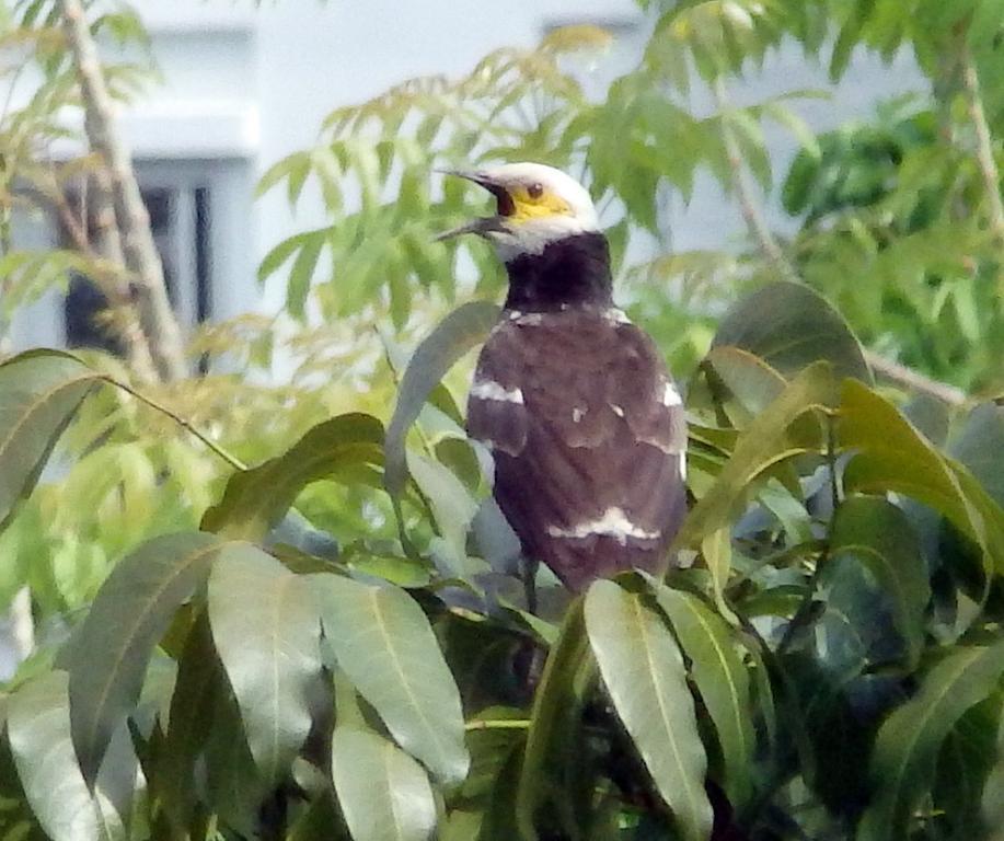 post-216783-0-04675200-1468441522_thumb.