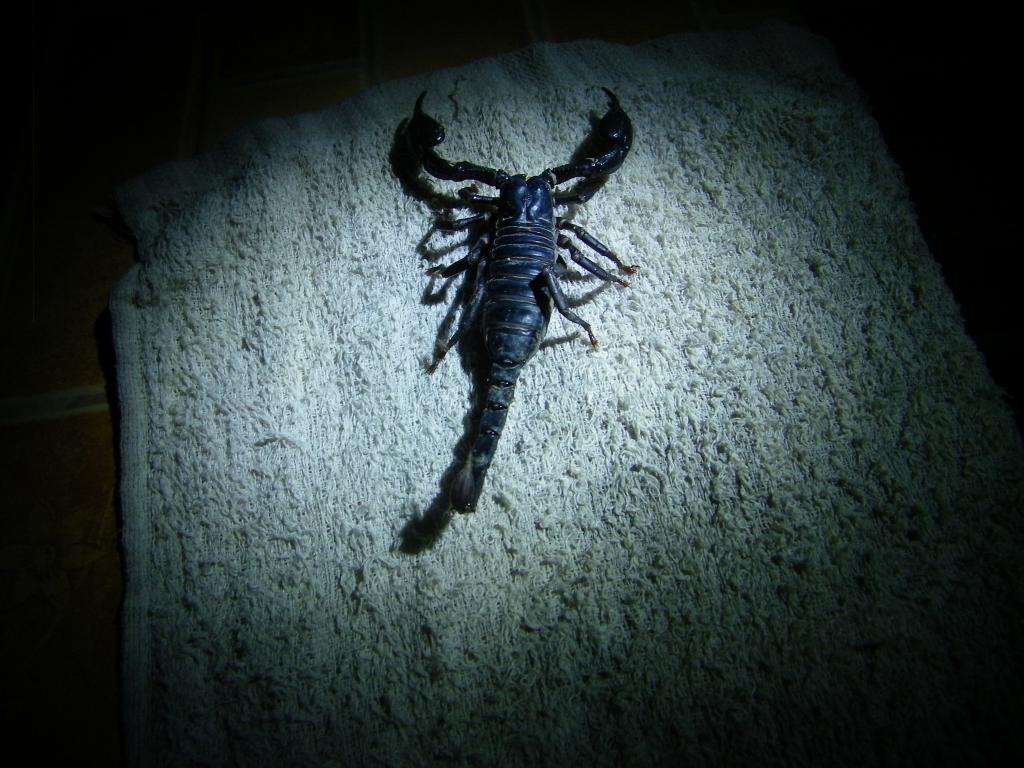 post-232120-0-87784800-1468822665_thumb.