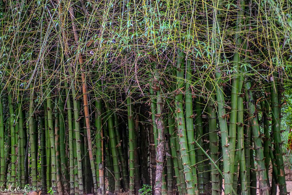 post-242715-0-45493800-1469445296_thumb.