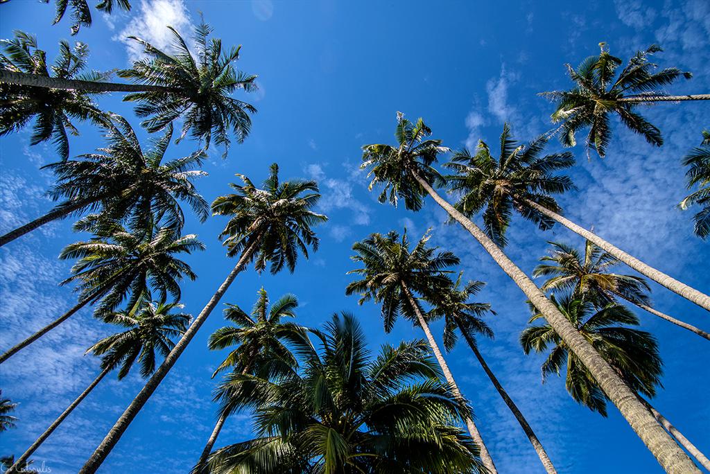 post-242715-0-74617400-1467507716_thumb.