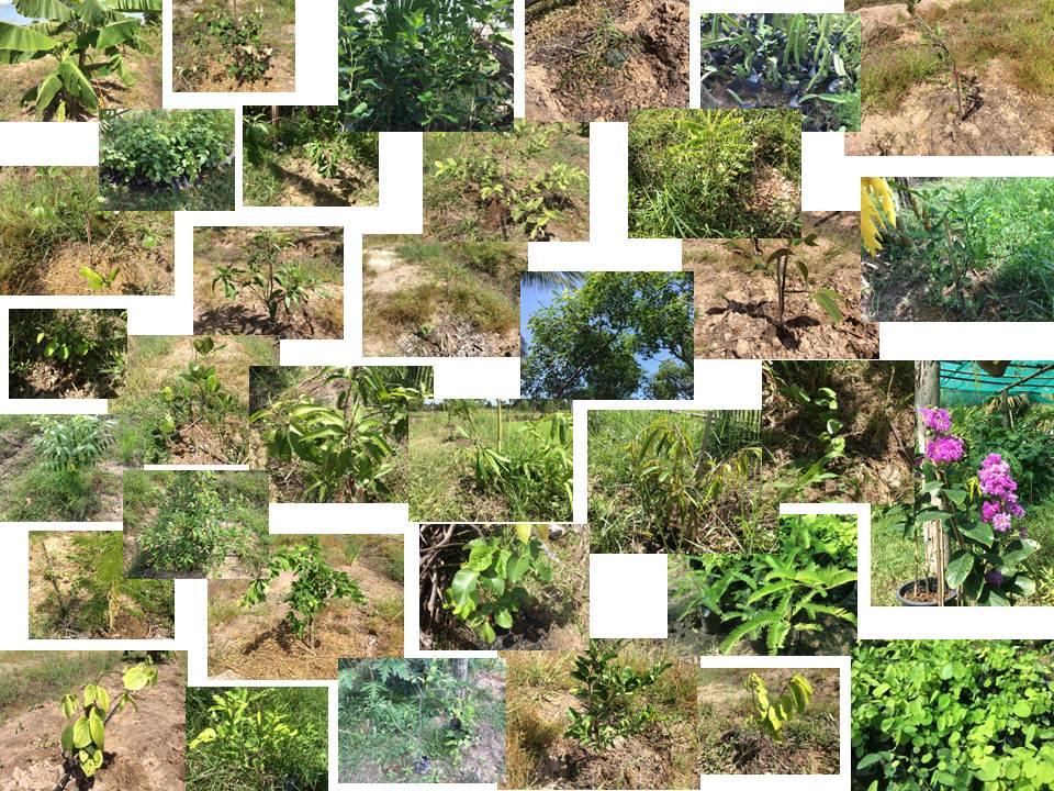 post-252031-0-68525600-1469151452_thumb.