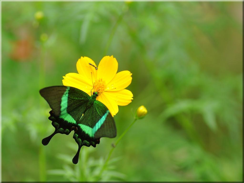 post-255172-0-17212300-1468919670_thumb.