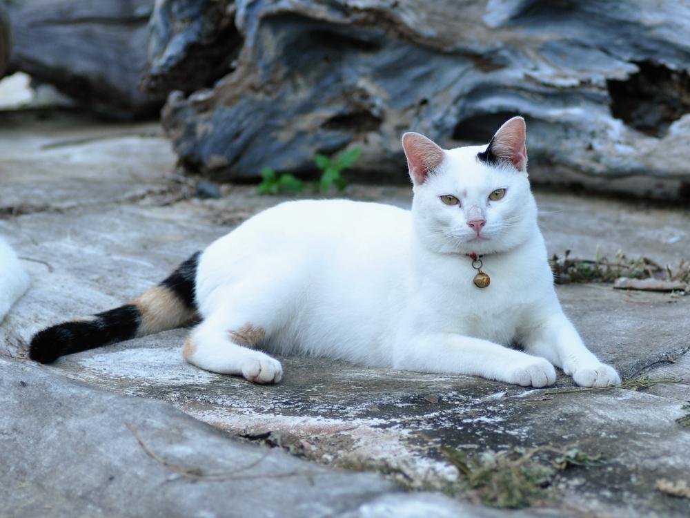 post-255172-0-63696000-1469179800_thumb.